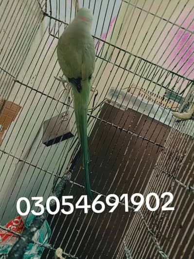 beautiful speaken parrot