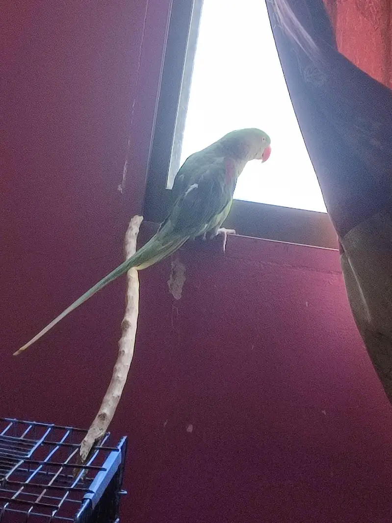raw Kashmiri pahadi female parrot for sale — photo 8