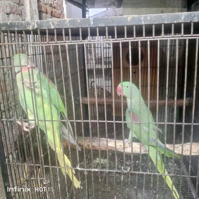 kahmiri raw breeder pairs