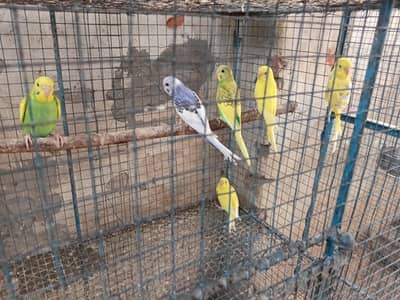 budgies