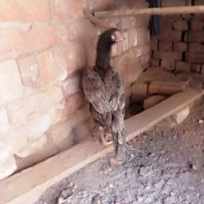 Pure Mianwali Aseel Murgi | 2 Dafa Bachay Wali | Rahim Yar Khan