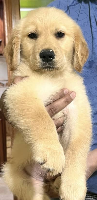 Golden retriever pup for sell