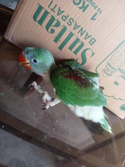 RAw covered chicks available