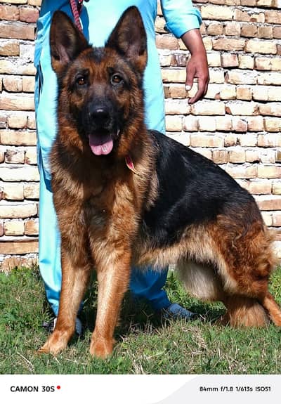 German Shepherd female | gsd | dog | German Shepherd dog for sale