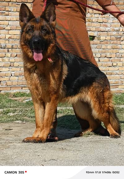 German Shepherd female | gsd | long coat | German Shepherd dog