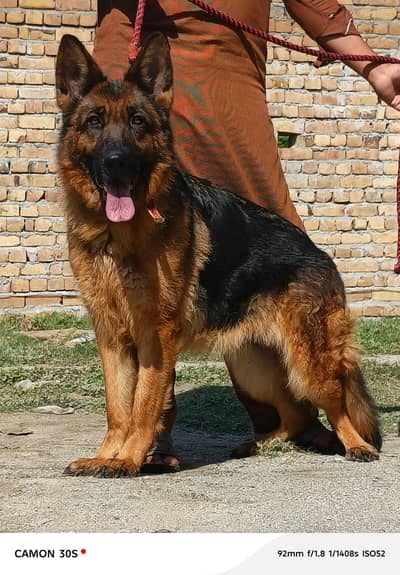 German Shepherd female | gsd | dog | German Shepherd dog for sale