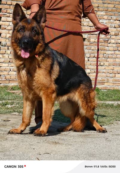 German Shepherd female for sale