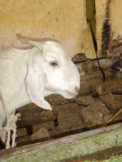 2 daant khassi bakry 2026 Qurbani ky liya