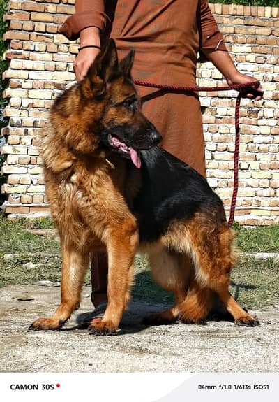 German Shepherd long coat female for sale