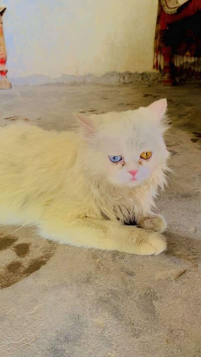 Persian male oddeyes 3coat