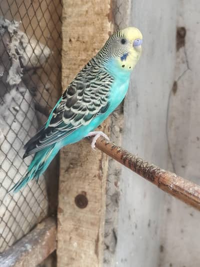 *"20+ healthy budgies for sale |breeder pairs |Male|Female|Chicks"*