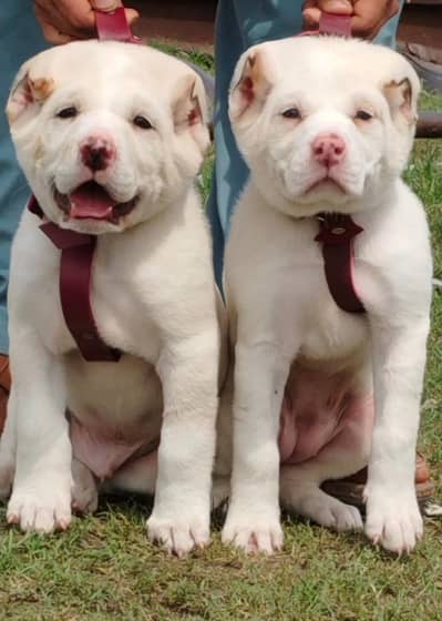 King Alabai pair pure breed security dog 2months for sale