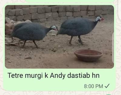 titri ky andy hn