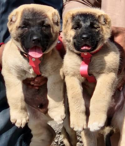 King kurdish kangaal pair pure breed security dog 2months for sale