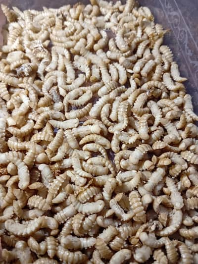 mealworms