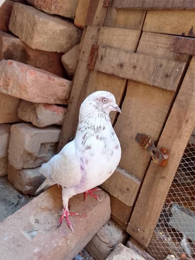 white colour red eyes and fly high