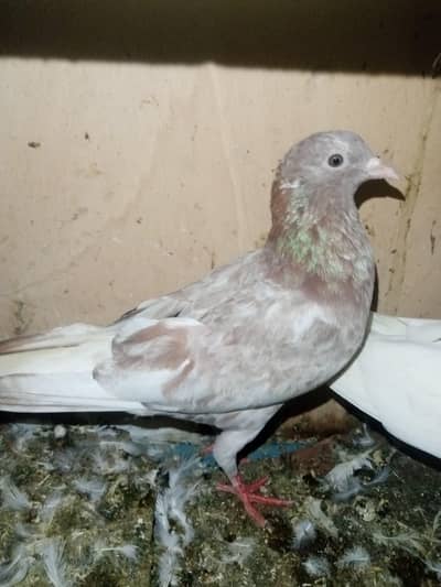 yellow eyes pigeons high flyer one piece 350