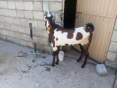 Excellent Quality Bakray for Sale Qurbani - Breader for Sale on Urgent