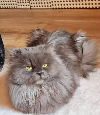 Australian Persion catt