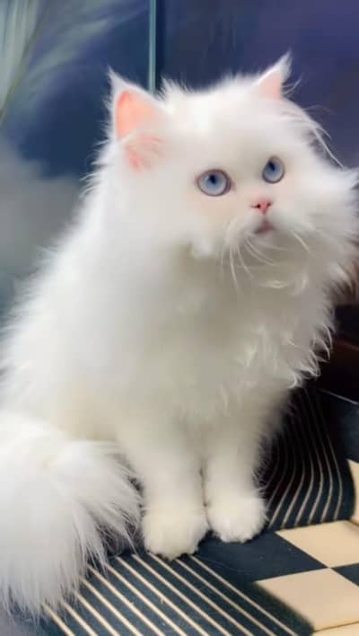pure Persian kitten aur vaccinated triple long coted and littler trend