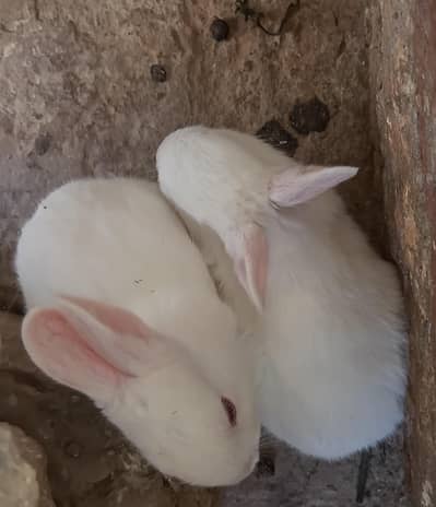 2 white rabbits for sale