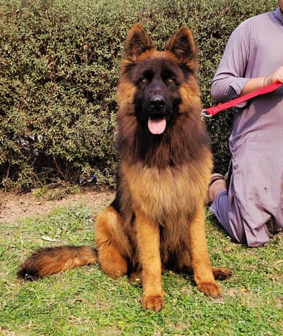 pair  male 140000 femail 130000