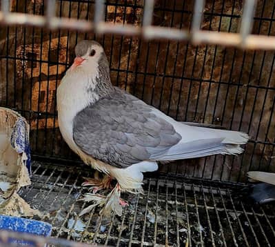 European Lahori Sherazi Silver female