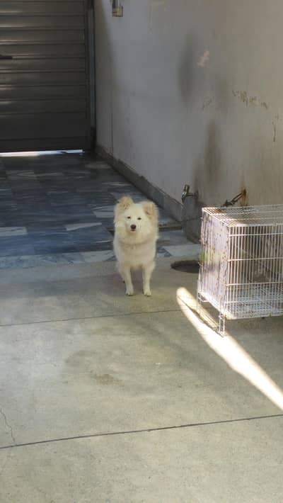 pure russain dog male