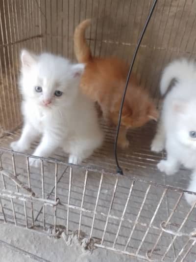 pairsian triple coted helthy and active kitten for sale
