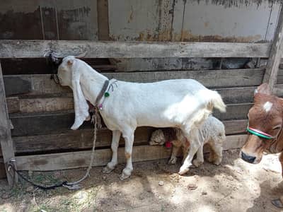 Home bread Goats