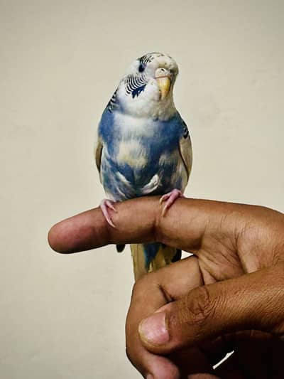 Cocktails plus budgies