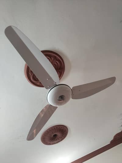 Asia Fan