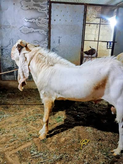 ghar ke gulabi bagair kassi ke bakre qurbani 2026