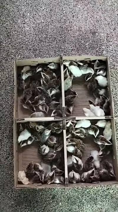 Chakor ( Guinea fowl)