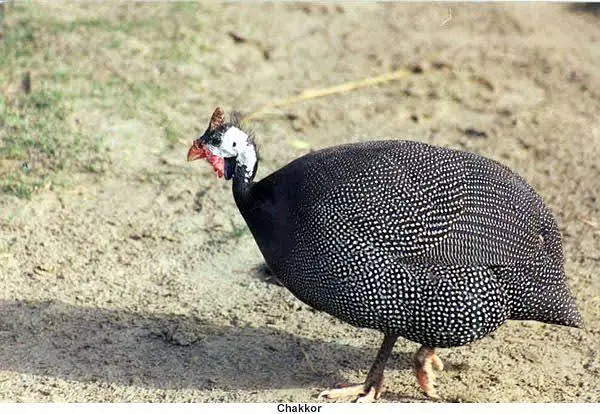 Chakor ( Guinea fowl) — photo 2