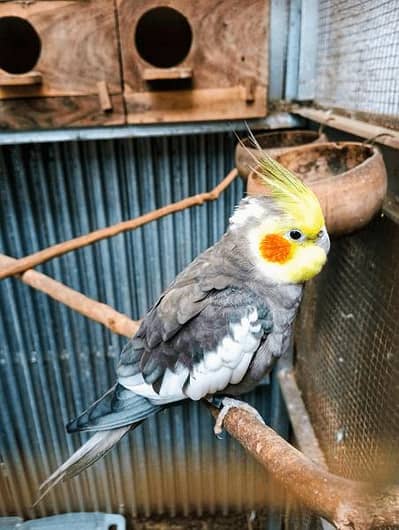 Cocktail Breeder Male