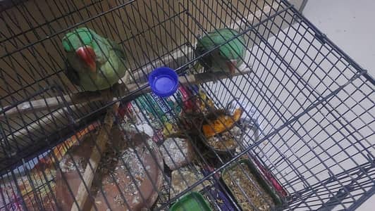 Raw pair Ring neck pairs rabbit aquarium read complete description