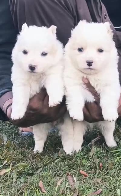 Russian Dogs / Russian pair / black nose puppy / Russian pair for sale