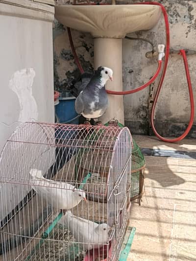 Top Quality Silver Laka Pigeon