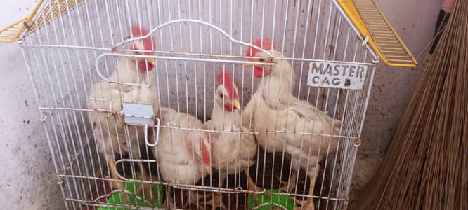 chozy liye thy baray hogye sell krny hen