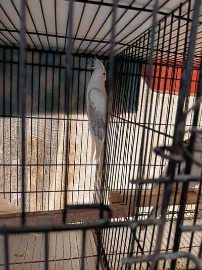 conure pair love bird pair coctail pairs all stup for sale