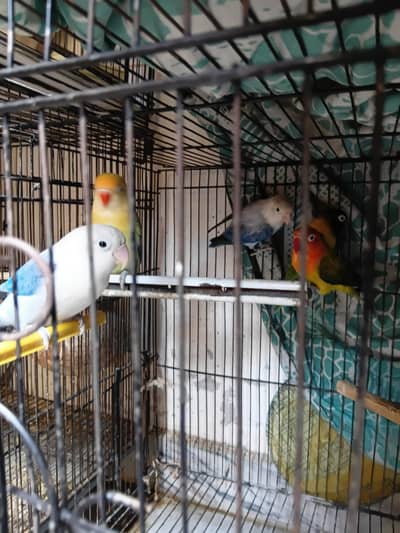 conure pair love bird pairl pairs all stup for sale