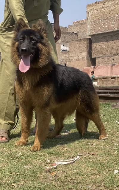 German shepherd long coat female 7months age available