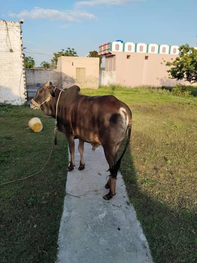 aik ox qurbani wala and aik taza soi hoi cow