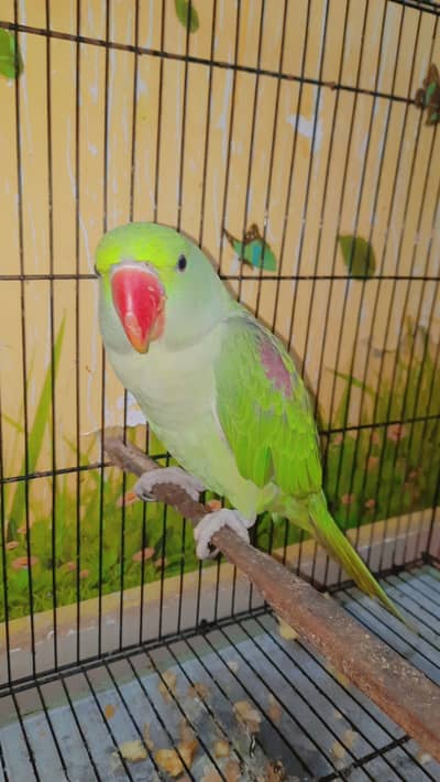 Pahari Raw Parrot for Sale