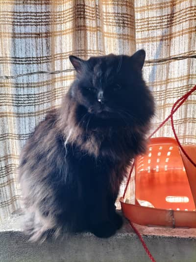 cats pair available for sale