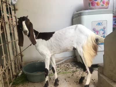 Bakri putt 7 months old