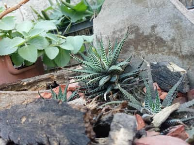 Haworthia mature plants (producing pups)