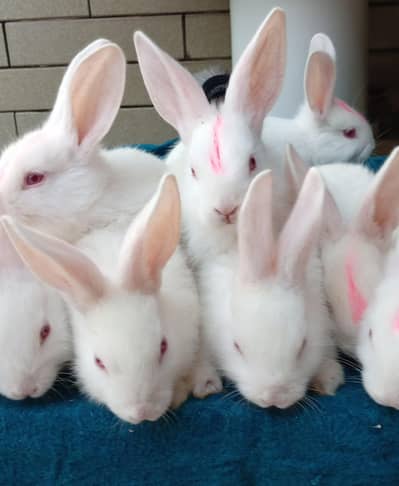 New Zealand white bunny