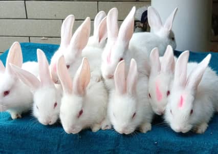 Pure New Zealand white breed